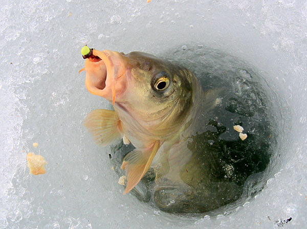 Первый лед и рыбалка на платном пруду
