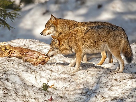 Следы волка: как отличить и что нужно знать