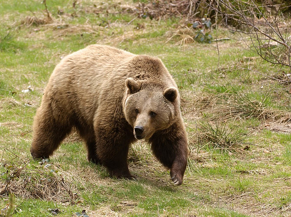 Сосуществовать с медведями надо без крайностей