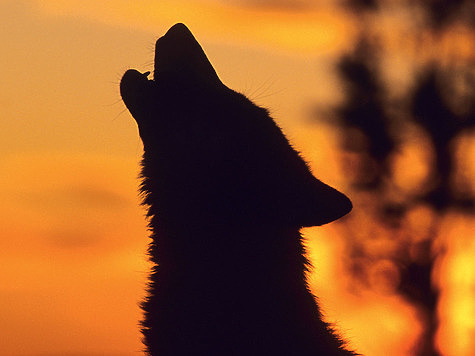 В Якутии побеждают волки