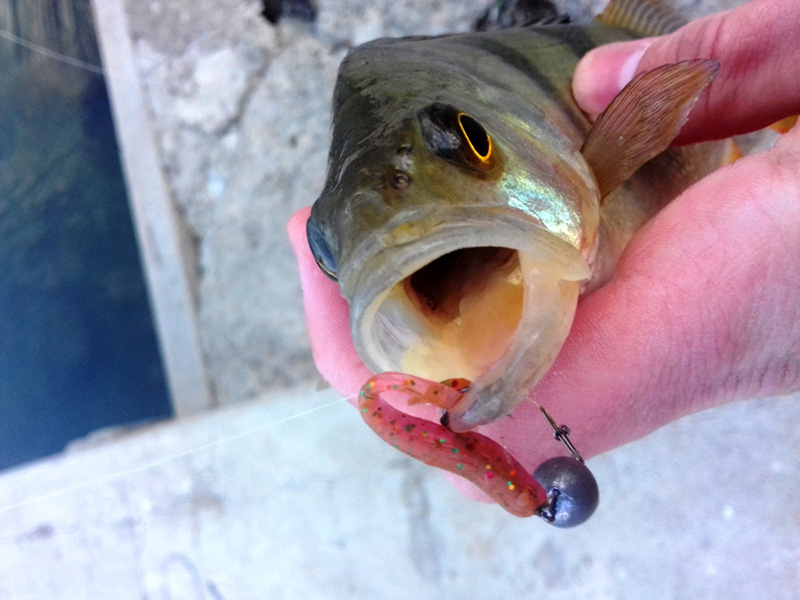 Lucky John Baby Rockfish – приманка, которая выручит всегда!