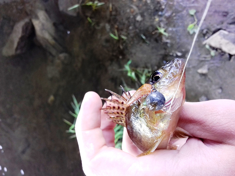 Lucky John Baby Rockfish – приманка, которая выручит всегда!