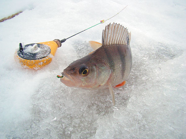 Осторожнее с украшениями на зимней рыбалке