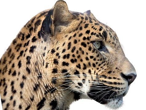 Вернется ли леопард на Кавказ?