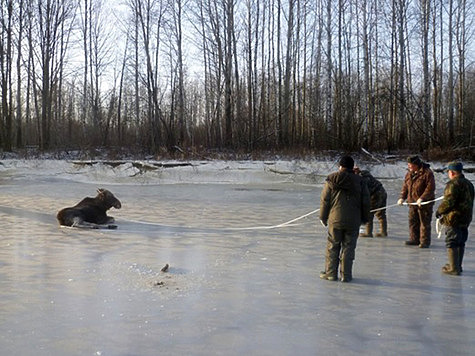 Лосенок застрял между льдин и был спасен местным жителем