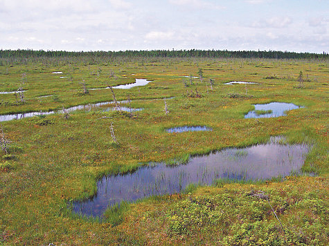 Нужно восстановить торфяные болота