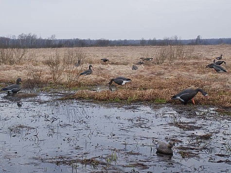 Белгородская область закрыла весеннюю охоту