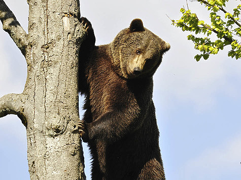 Омская область распределила медведей с кабанами