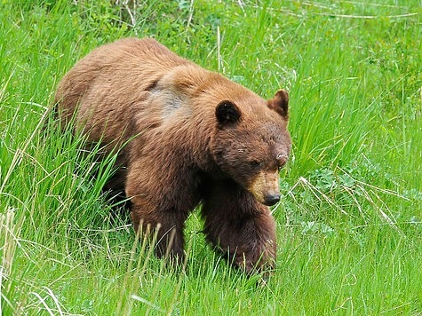 Охота на медведей считается невыгодной