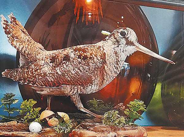 Вальдшнеп - потерянная птица