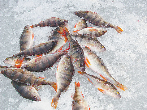Зимняя рыбалка в корягах
