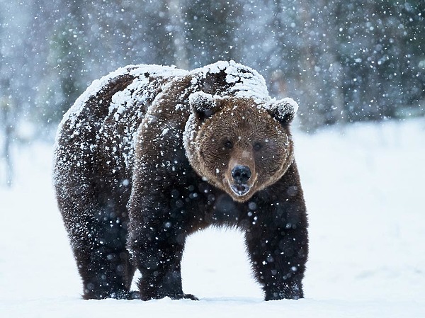 Медведь: от постоянного преследования до идеализации и строгой охраны