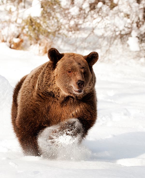 Медведь: от постоянного преследования до идеализации и строгой охраны