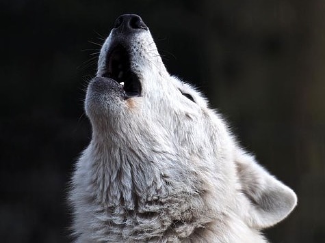 Об охоте на волков с флажками