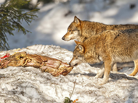 Охотникам не смогут заплатить за добытых волков