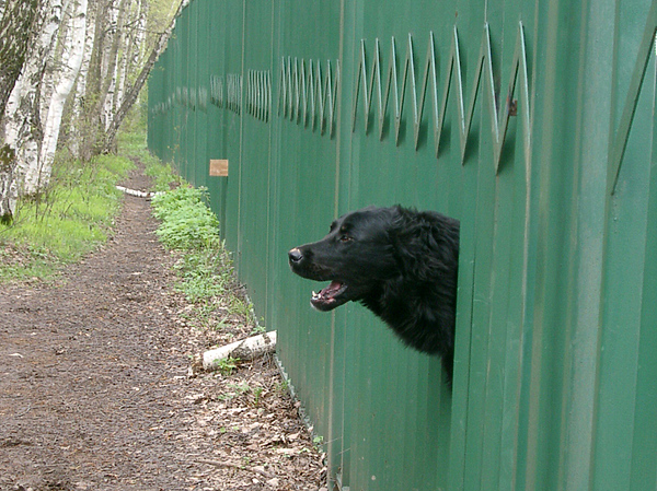 Воронежским охотникам отказали в регулировании численность собак