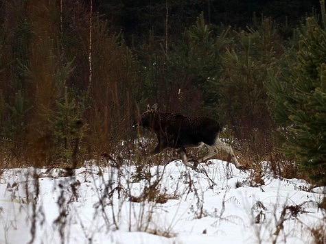 Лимит добычи лосей и медведей впервые установили в Ивановской области для ОДОУ