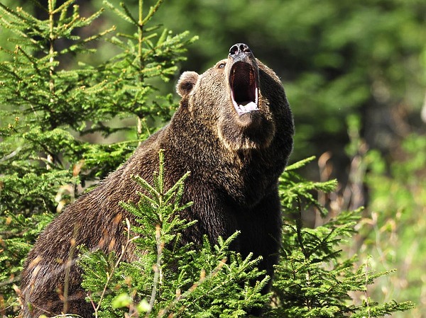 Необдуманный выстрел по медведю имеет плохие последствия